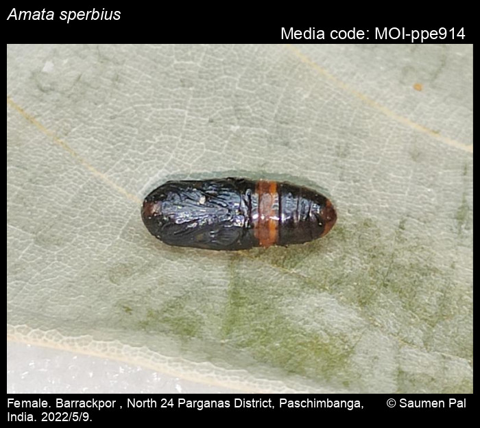 Amata sperbius (Fabricius, 1787) Moths